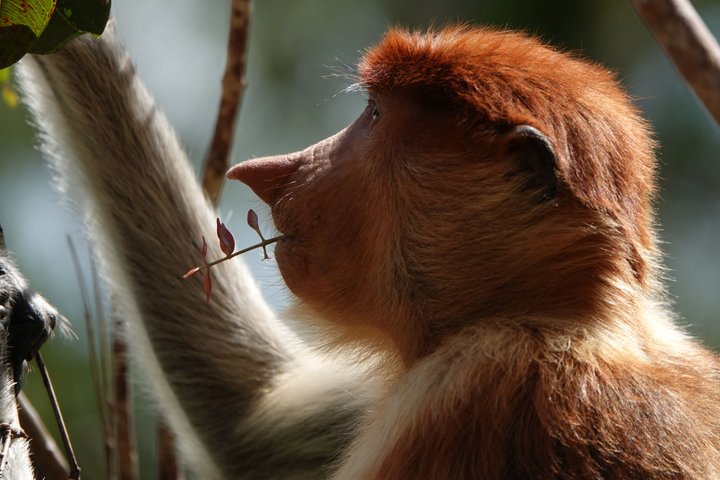 Nasenaffe im Tanjung Puting Nationalpark Kalimantan Borneo