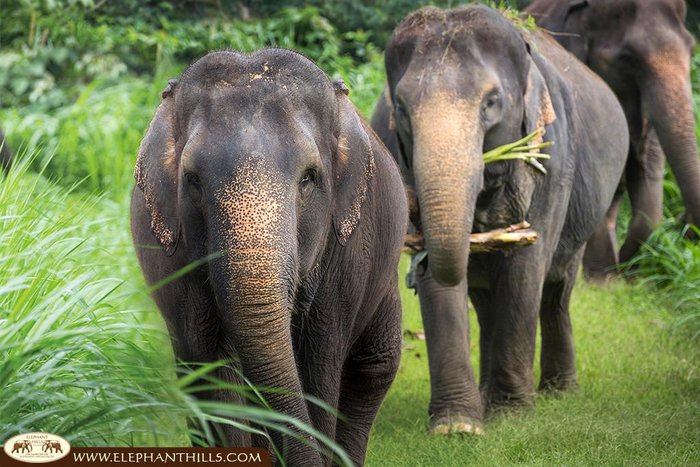 Einmalige Begegnung mit den Elefanten Elephant Hills Camp