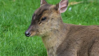 Muntjac leben in einigen Nationalparks von Laos