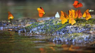 Flora und Fauna im Khao Sok Nationalpark Thailand