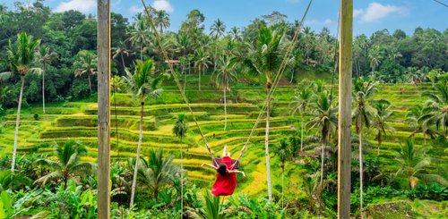 Bali Swing Schaukel in den Reisfeldern von Bali