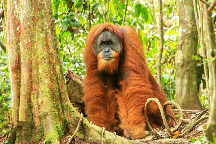 Sumatra Orang Utan