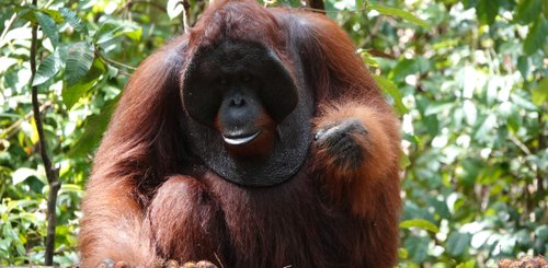 Orang Utan Tanjung Putin Nationpark Borneo