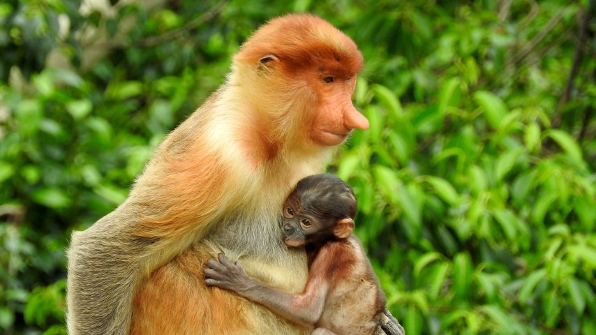 Borneo Nasenaffe