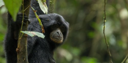 Grosser Gibbon Sumatra