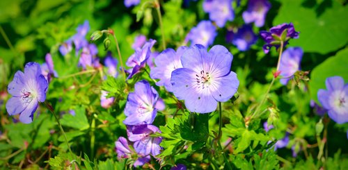 blühende Blumen in Schottland bei der Wanderung auf den Spuren der Pikten