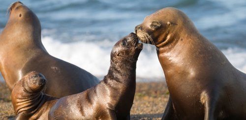 Seeloewen bei Puerto Madryn