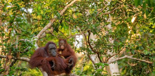 Orang Utans im Regenwald von Borneo