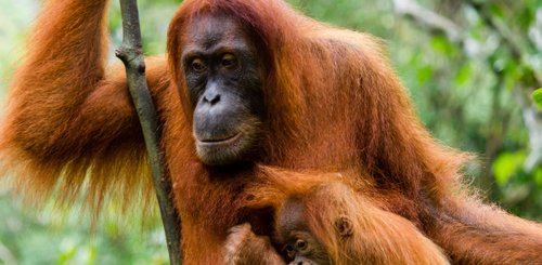 Indonesien Orang Utan 