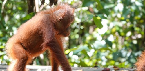 unger Orang Utan auf einer Fütterungsplattform Borneo Kalimantan Hausboottour