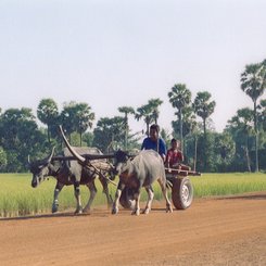 Ochsenkarren am Land in Kambodscha