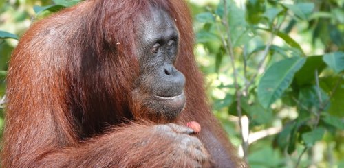 Orang Utan auf Borneo Kumai Nationalpark