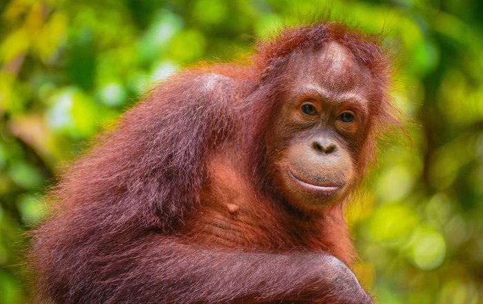 Orang Utan Borneo