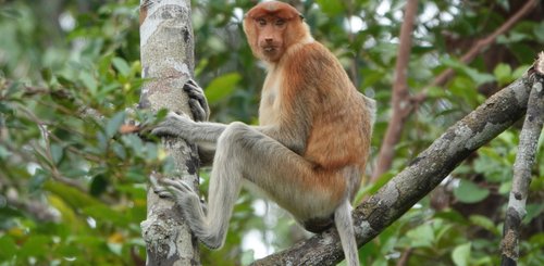 Nasenaffe Kumai Nationalpark Borneo bei der Hausboottour