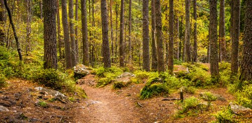 Ein Pfad durch einen alten Kiefernwald in der Nähe von Dunkeld in Perthshire