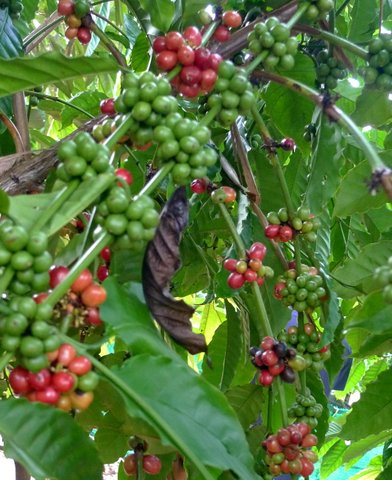 Kaffeebohnen am Strauch