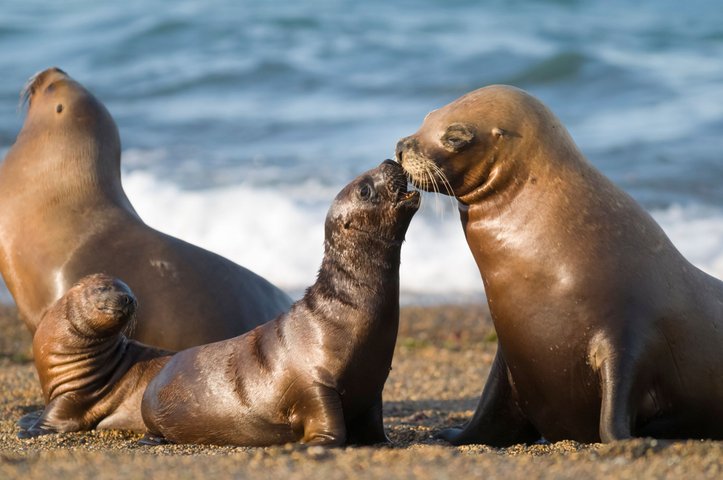 Seeloewen bei Puerto Madryn