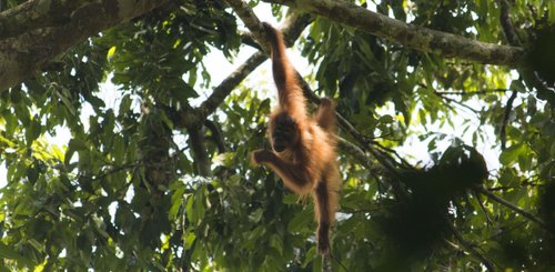 Orang Utan im Kutai Nationalpark