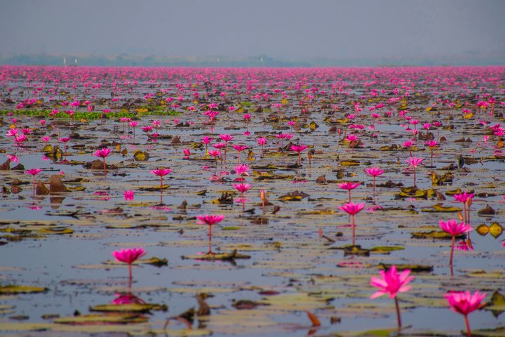 Seerosen am Kumphawapi See Thailand