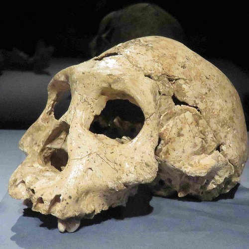 Dmanisi Cranium