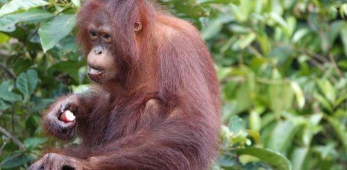 Borneo Hausboot Beobachtung von Orang Utans im Kumai Nationalpark