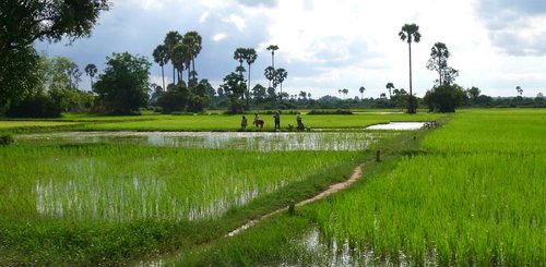 Kambodscha Siem Reap Reisfeld