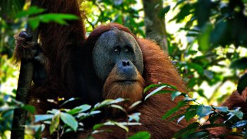 Orangutan Borneo Hausboottour Kalimantan