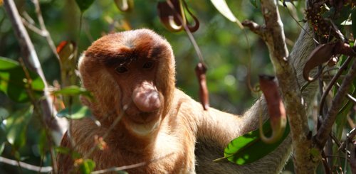 Nasenaffe auf Borneo Hausboottour