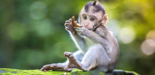 Affenbaby Ubud