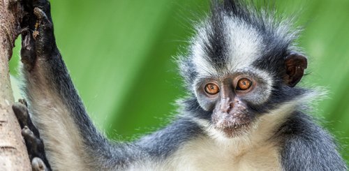 Thomas Leaf Monkey 